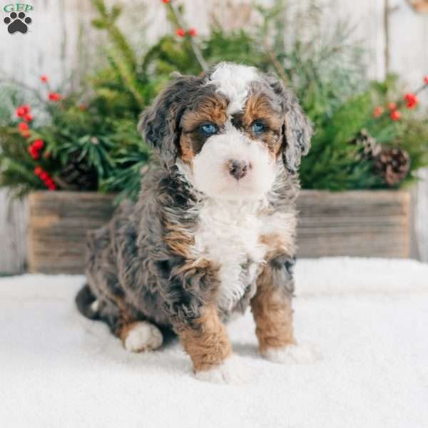 Dante, Mini Bernedoodle Puppy